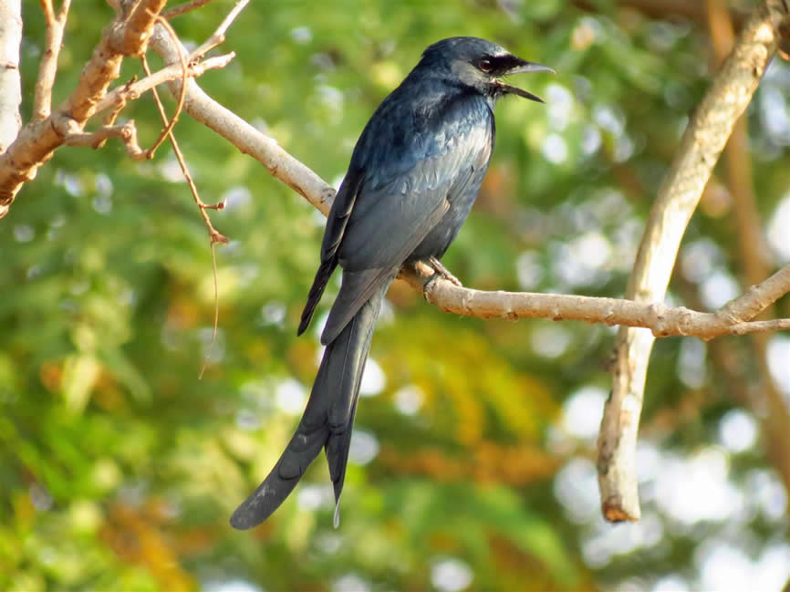 black drongo